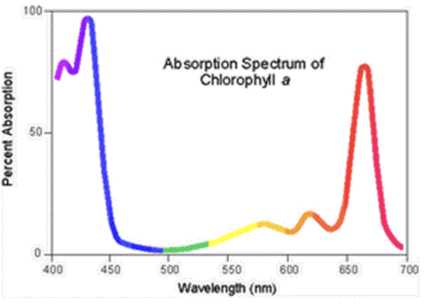 <p>how much light a photosynthetic pigment absorbs at different wavelengths</p><p>x-axis: wavelength of light (nm) + corresponding colour<br>y-axis: amount of light absorbed by the pigment</p>
