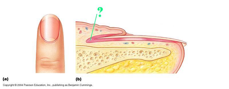 <p><span>Identify the indicated structure of the nail.</span></p>