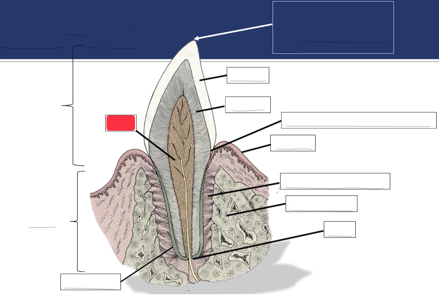 <p>Label this part of the tooth.</p>