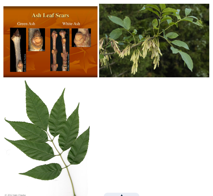 <p>Oleaceae, Fraxinus americana, compound opposite</p>