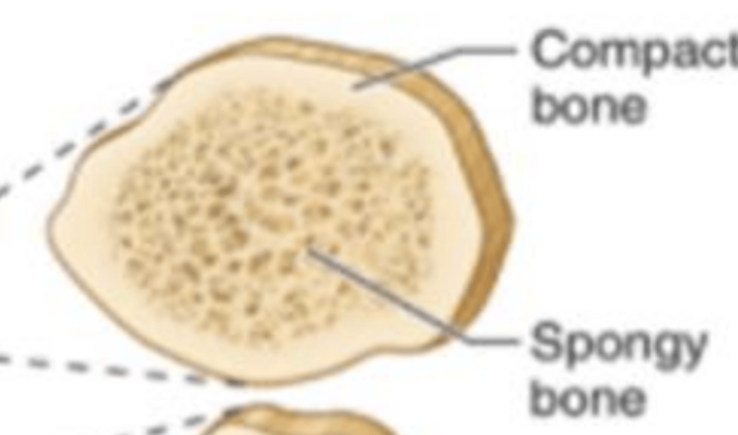 <p>Hard, dense bone tissue that is beneath the outer membrane of a bone</p>