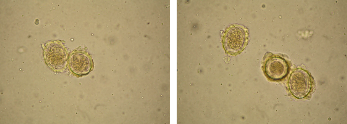 <p>What organism is this?</p>