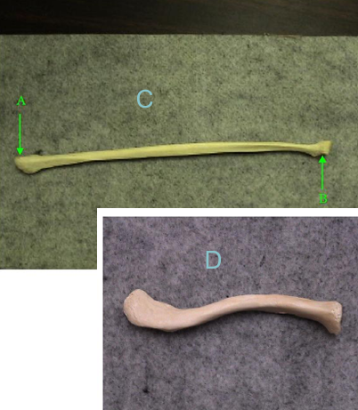 <p>Identify bone D. </p>