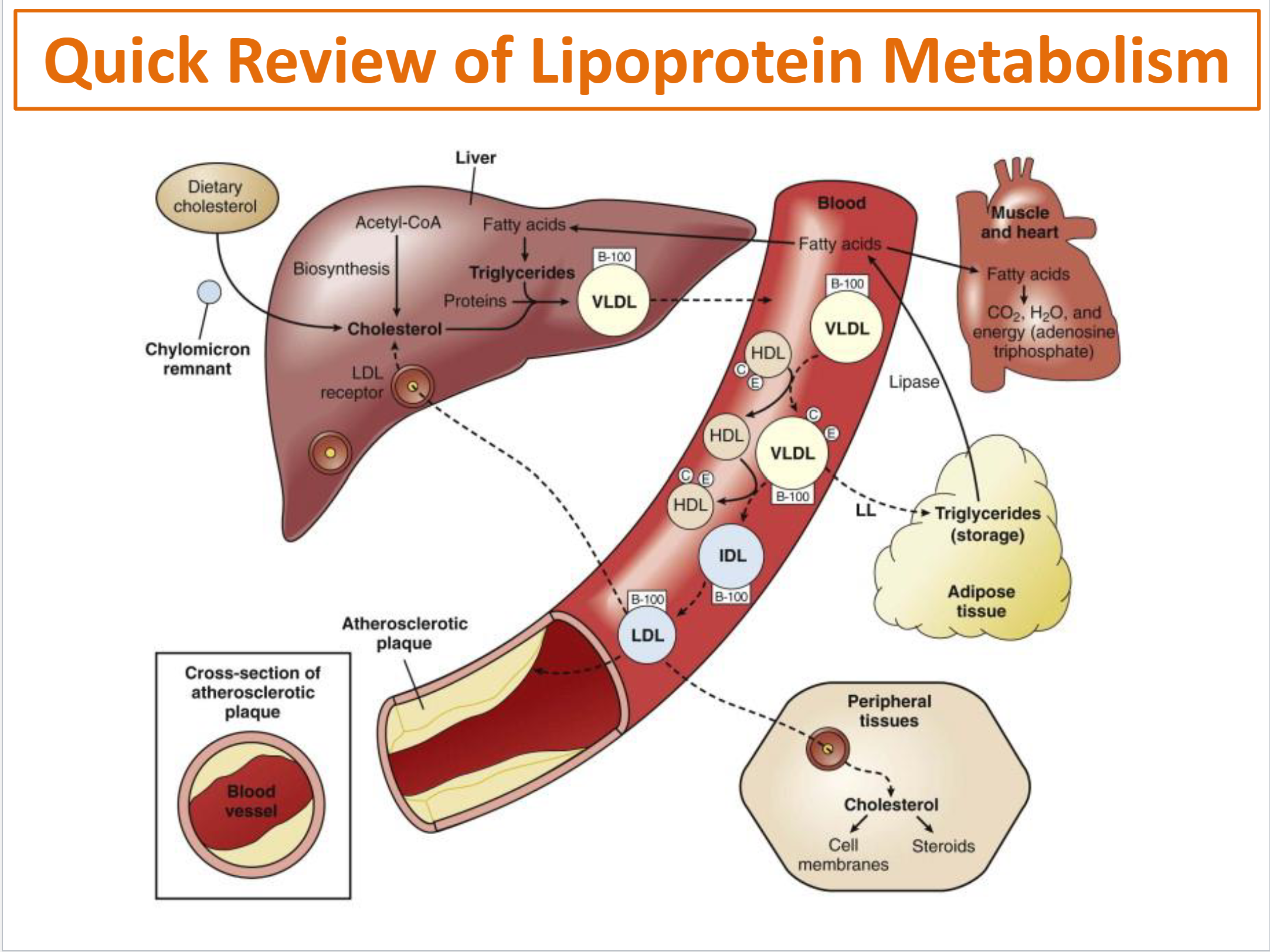 <p>After a while the body refuses to take this fat, and leaves it in the blood</p><ul><li><p>Because it leaves you in the blood eventually Atherosclerotic plaque is formed</p></li></ul><p></p>