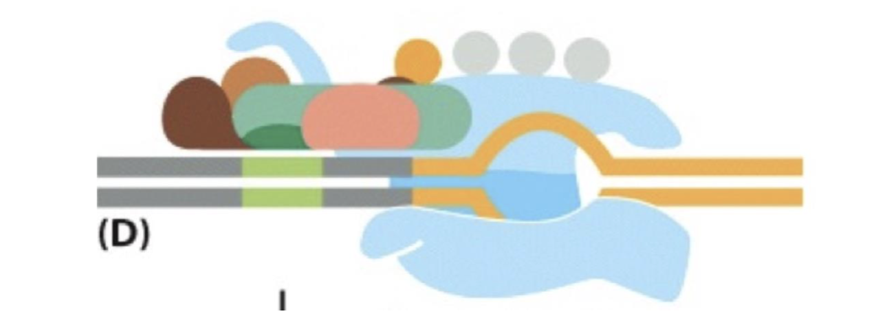 <p>when can TFIID bind to TATA box? </p>