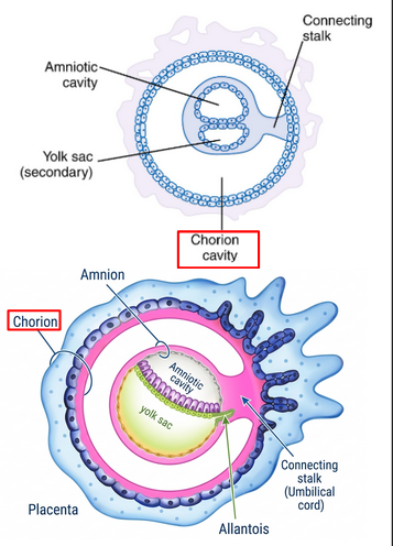 <p>outermost extraembryonic membrane </p>