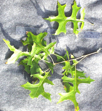 <p>scientific name</p>