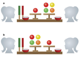 <p>examined attitudes to fairness from 4-15 years in diverse societies. both children have a bowl + platform with levers → pulling the green lever means both children get sweets, whether red lever means none do. inequity is either:</p><ul><li><p>advantageous → you have more sweets </p></li><li><p>disadvantageous → the other has more sweets</p></li></ul><p></p>