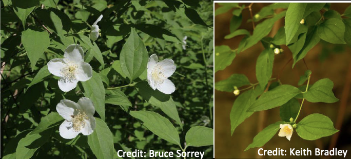 <p>Family:<br>Genus:<br>Species:<br>Common Name:</p>