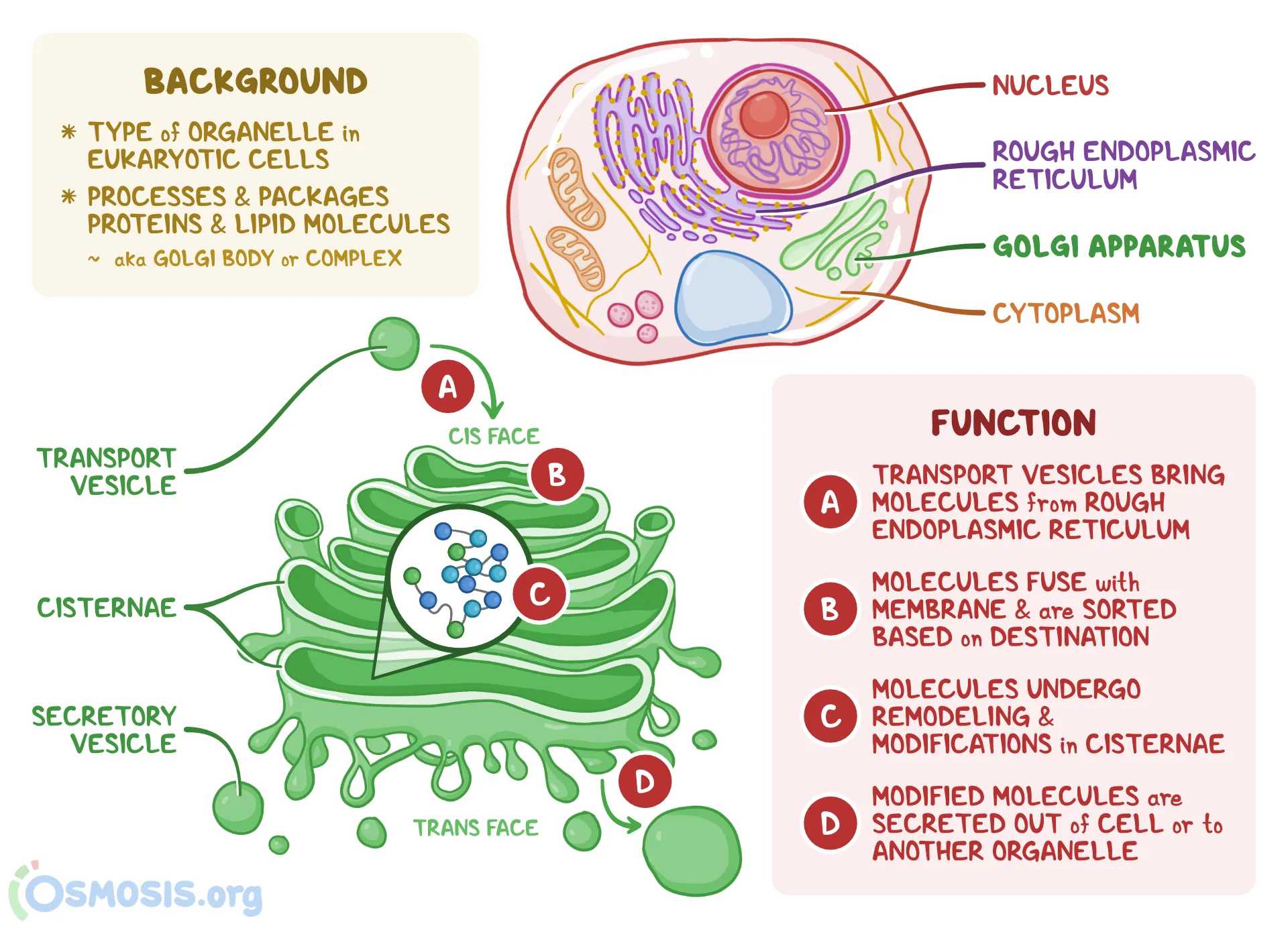 <p>Golgi apparatus</p>