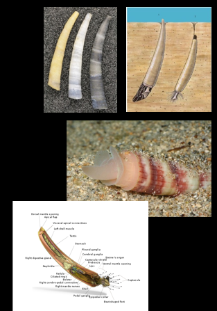 <p>Which phylum and class do these belong to?</p>