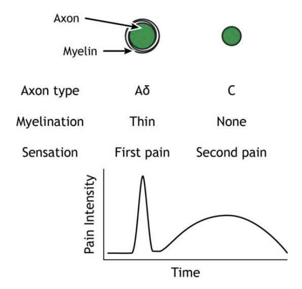 <ul><li><p>Activates in response to intense pressure, cuts on the skin, or extreme hot &amp; cold temperatures</p></li><li><p>Small receptive fields = identifies precise location of injury</p></li><li><p>“First pain” - Initial tense, sharp and localised pain</p><ul><li><p>Neurons are <em>lightly myelinated</em>, small in diameter</p><ul><li><p>Myelin increases action potential speed, small diameter lower speed - signals transmitted <strong>slowly</strong></p></li></ul></li></ul></li></ul><p></p>