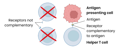 <p><strong>What do T lymphocytes recognise and on which cells?</strong></p>