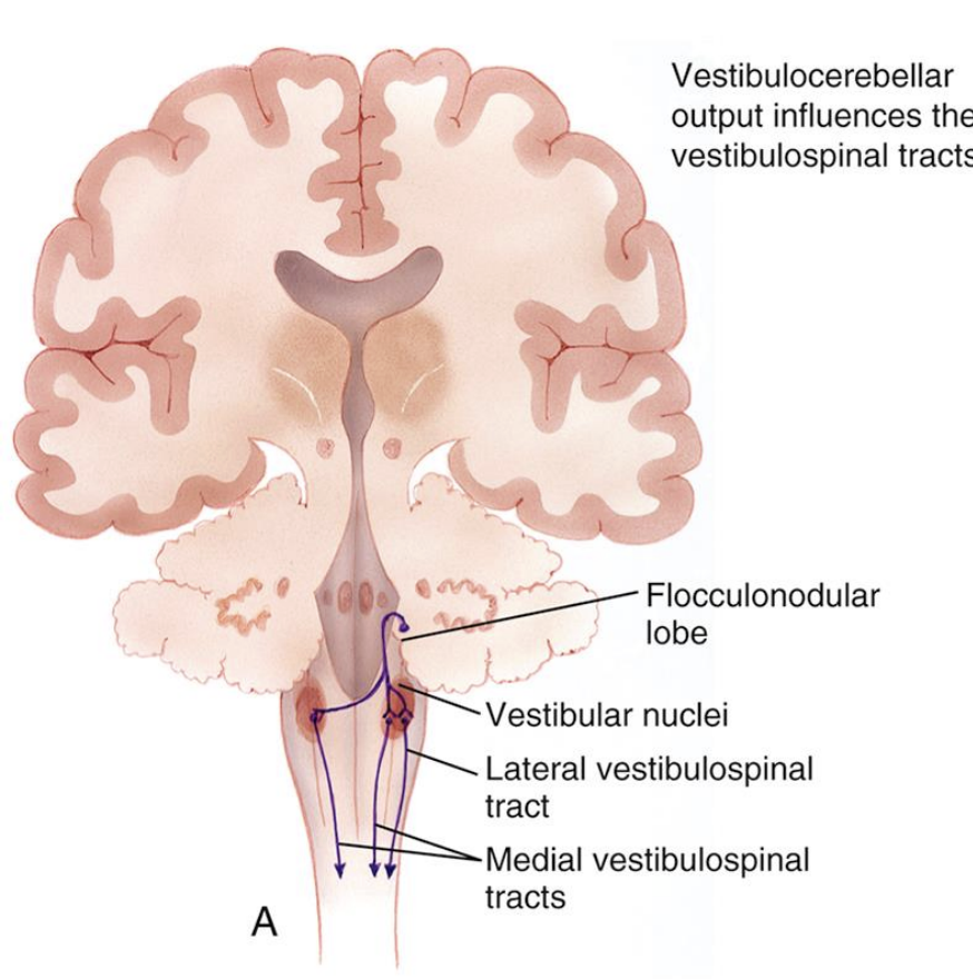 <ul><li><p>axial muscles control &amp; vestibular reflexes </p></li><li><p>from flocculonodular lobe to vestibular nuclei then vestibulospinal </p></li><li><p>Not shown: tracts that transmit signals for eyes and head movements </p></li></ul><p></p>