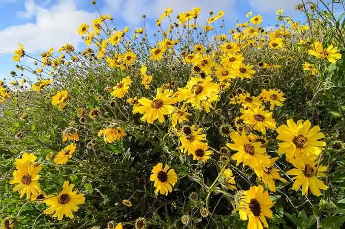 <p>Stretches along coastal regions from Santa Barbara down to Baja California Mexico. Common in Coastal Sage Scrub plant community. Brown disc florets. Typical bloom season is February-June.</p>