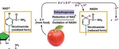 <p>NAD+ acts as an electron carrier and oxidizing agent.</p>