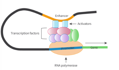 <ul><li><p>regions of DNA that regulate when and to what extent a gene. is expressed</p></li><li><p>noncoding</p></li><li><p>unlike promoters, enhancers can be located far away from genes</p></li></ul><p></p><ul><li><p>works with activator proteins (Type of transcription factor), where binding forms a complex that interacts with promoter region</p></li></ul><p></p>