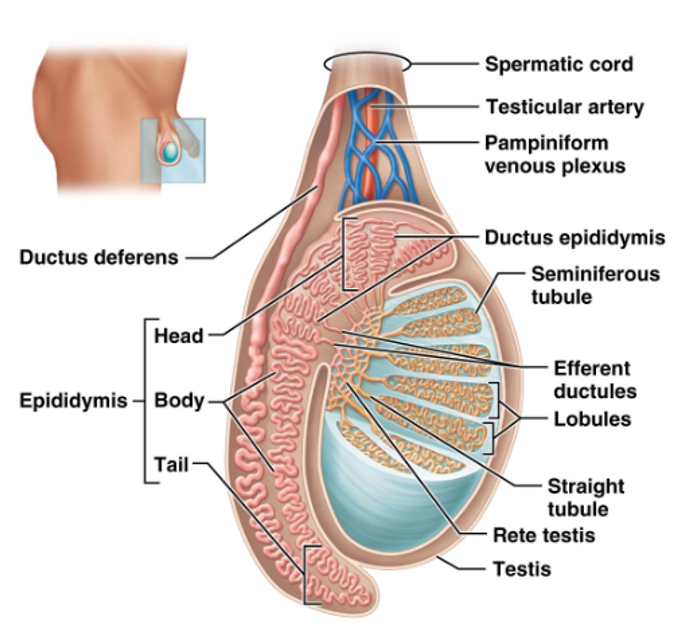 <p>Branch from the abdominal aorta that supplies blood to the testes.</p>
