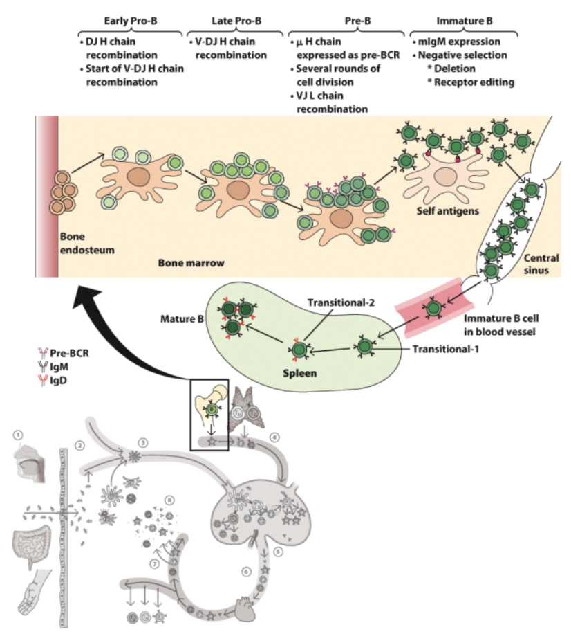 <p>B-cell development begins in the bone marrow and is completed in the <span style="color: rgb(194, 152, 9);">_</span>.</p><ol><li><p>Commit to B cell lineage</p></li><li><p>RAR (rearrangement) HC</p></li><li><p>Test HC</p></li><li><p>RAR LC</p></li><li><p>Test HC/LC</p></li><li><p>Negative selection</p></li><li><p><span style="color: rgb(225, 176, 7);">More negative selection</span></p></li></ol><p></p>
