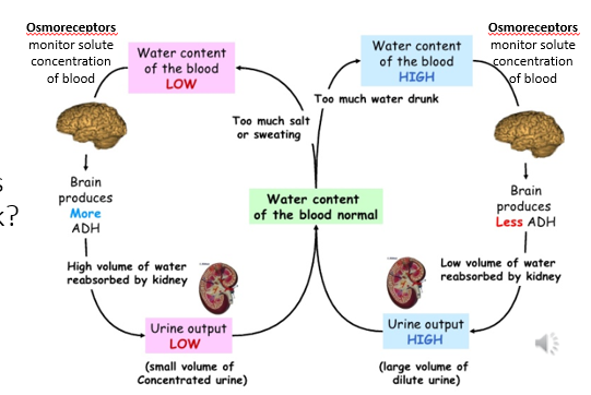 <ul><li><p>Neurohormone made by the hypothalamus and released into the posterior pituitary</p></li><li><p>Osmoreceptors send a signal to the brain when the water content of the blood is low or high </p><ul><li><p>Low Water Content —> Increase in ADH —> High volume of water reabsorbed by kidneys —> low urine output & very concentrated urine</p></li><li><p>High Water Content —> Decrease in ADH —> Low volume of water reabsorbed by kidneys —> high urine output & dilute urine </p></li></ul></li></ul><p></p>