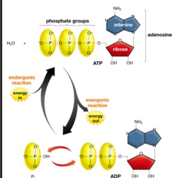 <p>The atp/adp cycle</p>