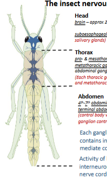 <p>head contains brain and suboesophageal ganglion. </p><p>thorax contains pro- and meso-thoracic ganglia, and metathoracic ganglion</p><p>abdomen contains 4th-7th abdominal ganglia and terminal abdominal ganglion</p>