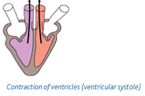 <p>ventricles contract, atria relax</p><p>- ventricular volume decreases</p><p>- ventricular pressure increases</p><p>pressure in ventricles > pressure in atria so AV valves closed to prevent backflow</p><p>pressure in ventricles > pressure in aorta and pulmonary artery, so SL valves open</p><p>blood forced into aorta/pulmonary artery and out of the heart</p>