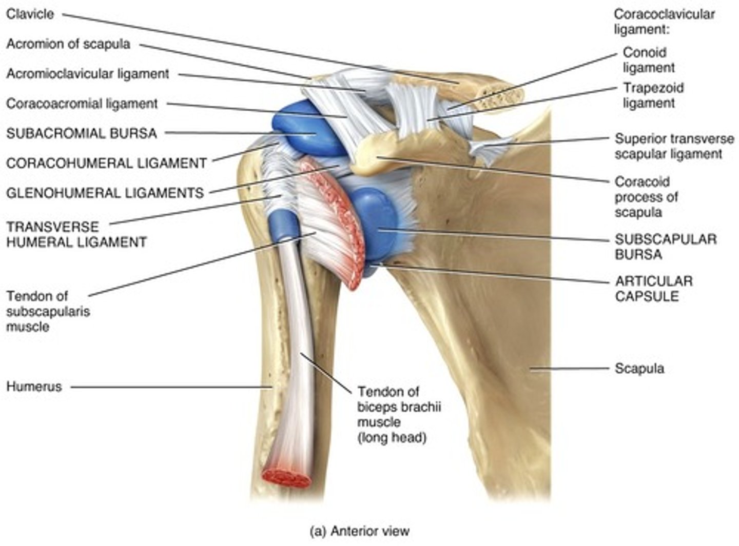 <p>In the shoulder joint, stability has been sacrificed to provide the most freely moving joint of the body. This ball-and-socket joint is formed by the head of the humerus and the shallow glenoid cavity of the scapula.</p>