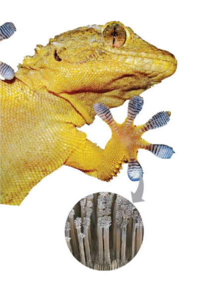 <p>Vand der Waals Interactions</p>