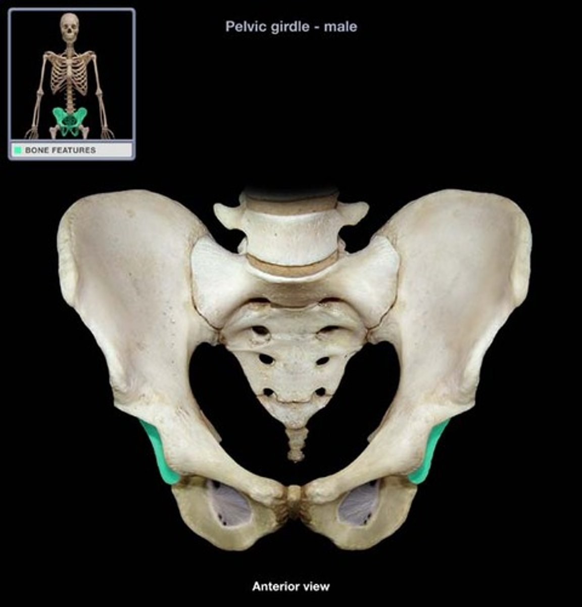 <p>where the ischium, ilium, and pubis unite, creating the socket for the head of the femur</p>