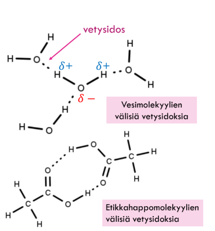<p>poolsiten molekyylien välillä </p><p>→vetyatomin pitää olla kiinni F, O tai N atomiin kiinni</p><p>→ happi voi tehdä kaksi vetysidosta koska sil on 2 vapaata elektroni paria</p>