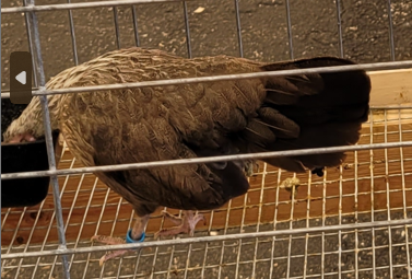<p>What kind of hen is this?</p>