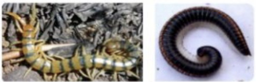 <p>centipedes and millipedes</p>
