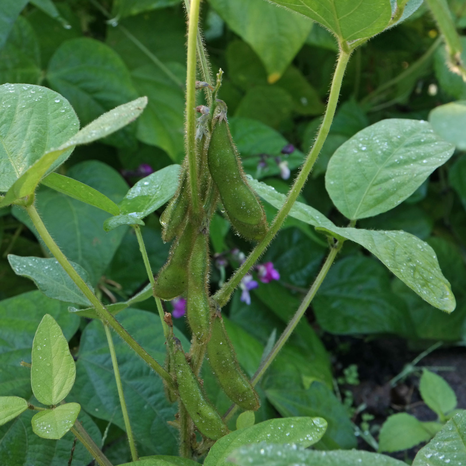<p><strong>Common Name</strong>: Wild soybean</p><p><strong>Parts Used</strong>: Seeds, aerial parts</p><p><strong>Use/s</strong>: Anti-inflammatory; antioxidant, anti-aging, antihyperlipidemic, anti-obesity properties, source of lecithin</p><p><strong>Major Metabolites</strong>: <strong><u>Isoflavonoids</u></strong>, triterpenoids, glycerides</p>