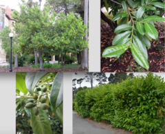 <p>Prunus laurocerasus</p>