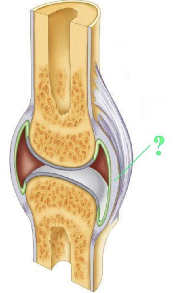 <p><span>Identify the indicated layer of a synovial joint.</span></p>
