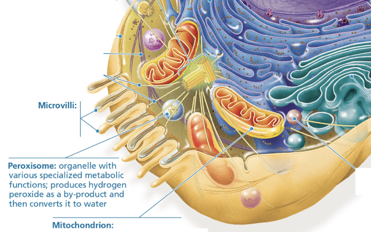 <p>peroxisomes</p>