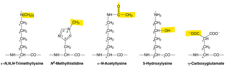 <ul><li><p>trimethyllysine </p></li><li><p>methyllysine</p></li><li><p>acetylcholine</p></li><li><p>hydroxylysine</p></li><li><p>gamma-carboxyglutamate</p></li></ul><p></p>