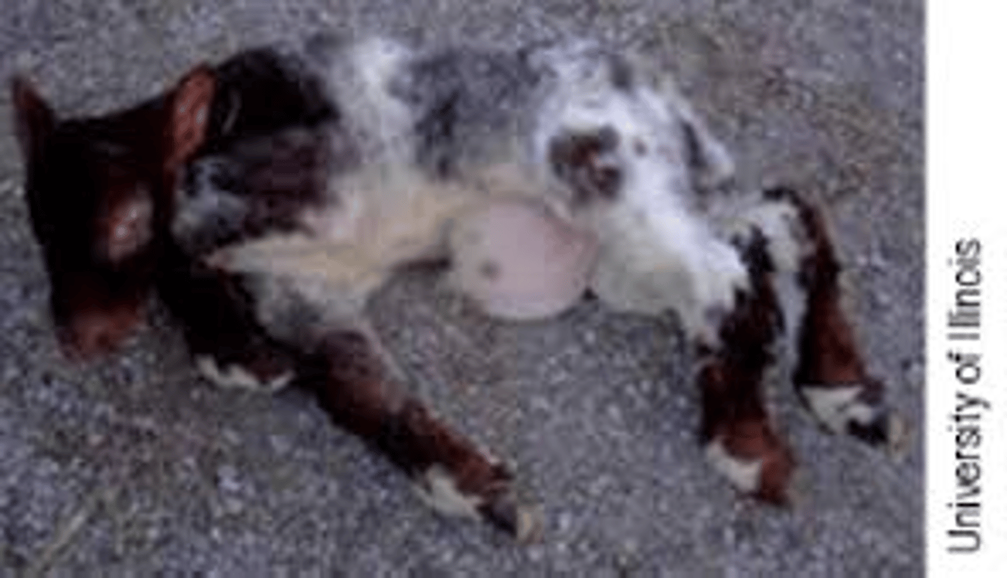 <p>Breed affected: Shorthorn (show industry has spread to other breeds)</p><p>Appearance: Twisted legs w/ fused joints, large abdominal hernias, and skull deformity (visible spinal cord)</p><p>-recessive lethal</p><p>Test: Molecular test</p>