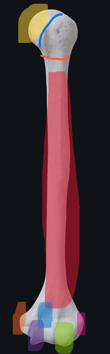 <p>what is the pink</p>