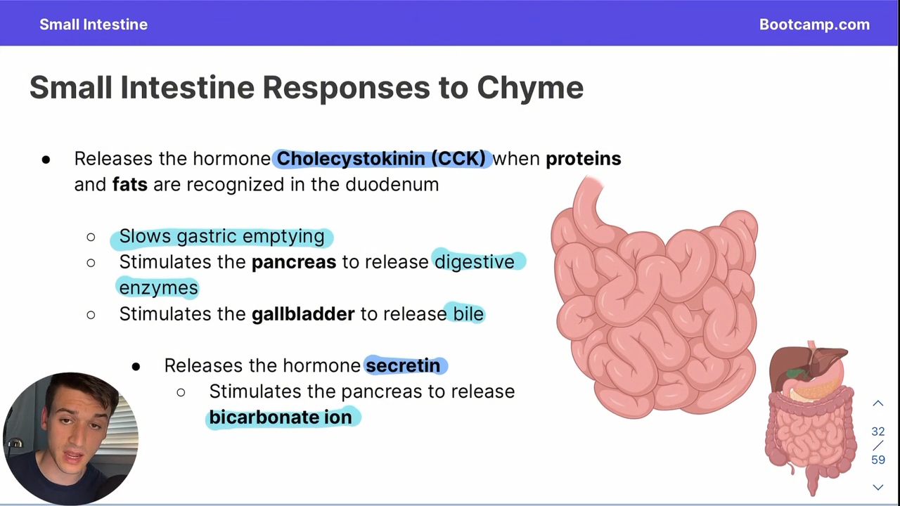 <p>Chyme goes into the small intestine → small intestine produces CCK → CCK promotes the release of secretin → secretin causes the release of bicarbonate ion by the pancreas </p><p></p><p>It acts as a buffer </p>