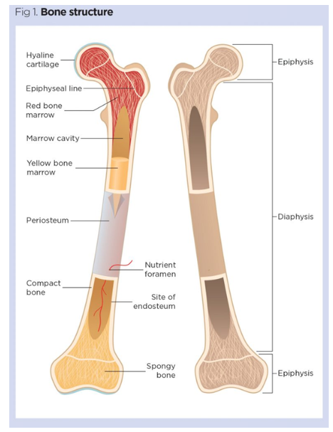 <p>A typical long bone consists of several important structures:</p><p> Diaphysis </p><ul><li><p>The shaft or long central portion of the bone.</p></li><li><p>Mainly composed of compact bone.</p></li><li><p>Contains the medullary cavity.</p></li></ul><p> Epiphyses </p><ul><li><p>The enlarged ends of the bone.</p></li><li><p>Mainly composed of spongy bone covered by a thin layer of compact bone.</p></li></ul><p> Metaphysis </p><ul><li><p>Transition region between the diaphysis and epiphysis.</p></li><li><p>Contains the growth plate in children.</p></li></ul><p> Periosteum </p><ul><li><p>Tough outer connective tissue covering.</p></li><li><p>Contains blood vessels and nerves.</p></li></ul><p> Endosteum </p><ul><li><p>Thin membrane lining internal bone surfaces.</p></li></ul><p> Medullary Cavity </p><ul><li><p>Hollow cavity inside the diaphysis.</p></li><li><p>Contains bone marrow.</p></li></ul><p>Together these structures allow bones to grow, repair themselves, and withstand mechanical stress.</p>