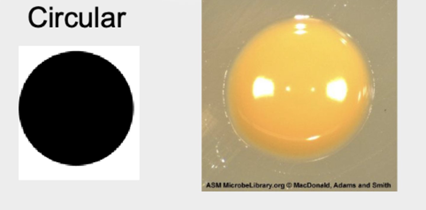 <p>A colony with an unbroken, smooth edge.</p>