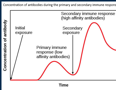 <p><span>•Development of memory T and B cells during a primary immune response allow a much faster and more powerful secondary immune response on exposure to the same antigen.</span></p><p><span>•This avoids disease by creating naturally-acquired active immunity.</span></p><p><span>•Vaccines use this principle, and provide artificially-acquired active immunity.</span></p><p><span>•Passive immunity through the transfer of antibodies can be naturally- (placenta/ breastfeeding) or passively- (clinical therapy) acquired. </span></p>