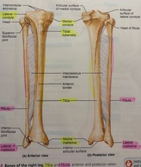 <p>lateral bulge of the ankle</p>