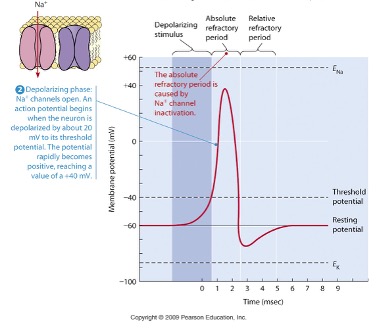 <p>What action potential is this? </p>