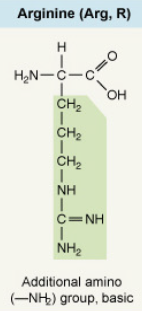 <p>Additional amino (–NH₂) group, basic</p>