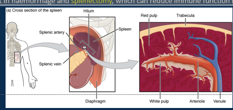 <p><span>•Rich blood supply and filters blood through white and red pulp.</span></p><p><span>•White pulp of T and B lymphocytes and macrophages perform immune clearance of pathogens.</span></p><p style="text-align: left;"></p><p><span>•Red pulp maintains red blood cell health.</span></p><p style="text-align: left;"><span> - macrophages remove old erythrocytes</span></p><p style="text-align: left;"><span> - stores iron</span></p><p style="text-align: left;"><span> - stores platelets</span></p>