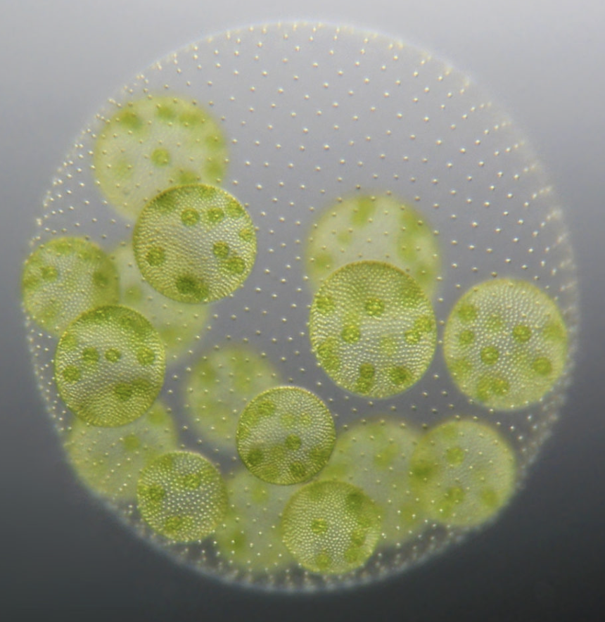 <p>Is this multicellular or unicellular?</p>
