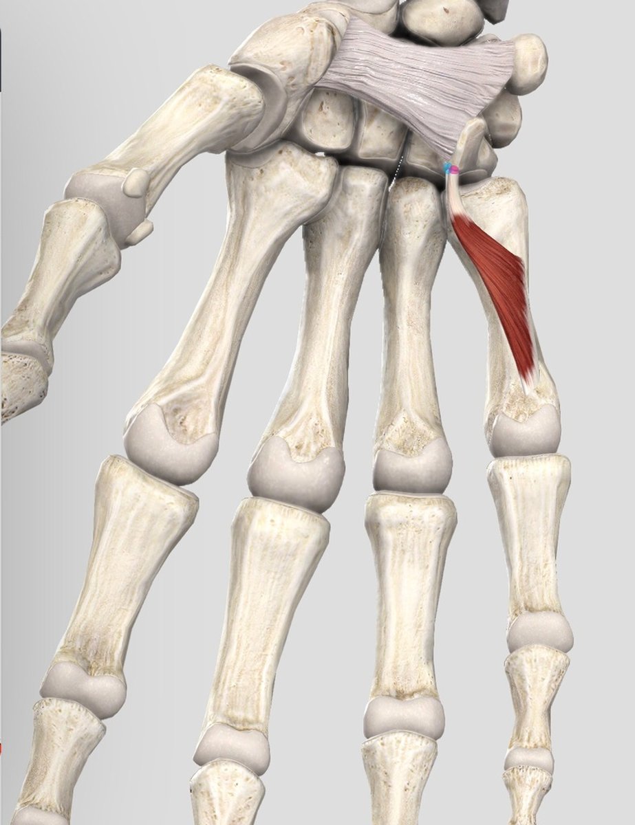 <p>Hook of hamate and flexor retinaculum</p>